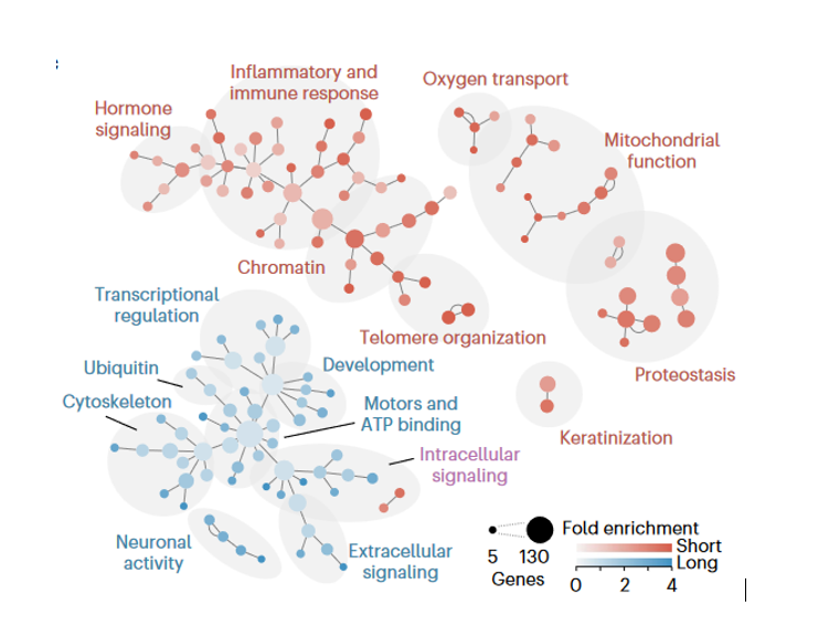 پیری توسط ژن‌های نامتعادل هدایت می‌شود